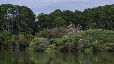 in 1985 charleston museum received over 700 acres on james island from the dill family 41 years later it is putting over 15 million in easement value towards permanently blocking development