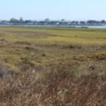 in 2011 california completed a 300 acre restoration of former san diego salt ponds image credit scwrporg