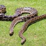 in 2018 scientists gps tagged 13 burmese pythons but found that the devices recorded locations only 181 of the time