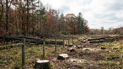 in total 133 trees on deals property had been felled representational photo