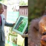 king charles visited a project testing contraceptives on grey squirrels the unusual plan aims to save britains rare red squirrels