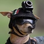 meet comando 7 kg chihuahua joins mexicos national guard trains for search and rescue work and appears at public events