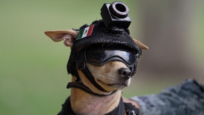 meet comando 7 kg chihuahua joins mexicos national guard trains for search and rescue work and appears at public events