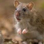 mice