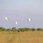 oconnor ranching legacy began in 1834 6409 acres of texas prairie protected 191 years later
