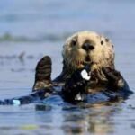 otter