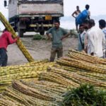people purchase sugarcane at a market in guwahati
