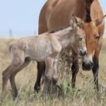 przewalskis horses disappeared from kazakhstan for 200 years two foals have now been born as conservationists rebuild the wild population