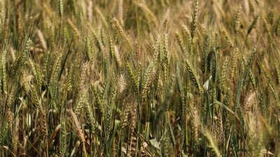 referring to the hike the farm group said 25 paise a kilo is not a price it is an insult