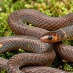 scientists spot rare tiny snakes in malaysia that do not just slither but do cartwheels image credit wikipedia