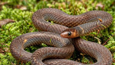 scientists spot rare tiny snakes in malaysia that do not just slither but do cartwheels image credit wikipedia