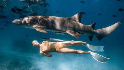 shark tourism boosts conservation efforts study finds
