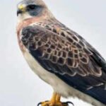 swainsons hawks all about birds photo