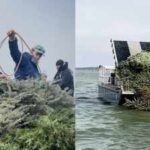 texas biologists turn 160 christmas trees into an underwater fish reef