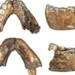 the fossils were excavated at the drimolen main quarry part of south africas cradle of humankind