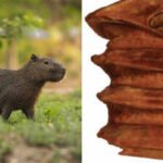 the newly discovered tooth provides another reason to reconsider how the region looked in the distant past the report claims