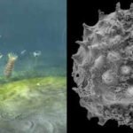 the oldest definitive animal fossils date to around 574 million years ago just before the dramatic diversification associated with the cambrian period