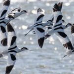 the soil was used to lift the ground and form wetlands designed to provide feeding nesting and refuelling areas for birds