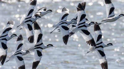 the soil was used to lift the ground and form wetlands designed to provide feeding nesting and refuelling areas for birds