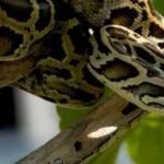 us scientists are testing drones to find hidden burmese pythons across the everglades airborne radio tracking could make surveys faster and safer