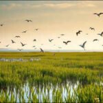 vibrant coastal wetland sanctuary