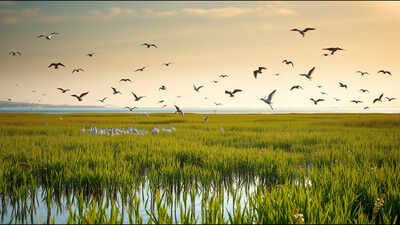 vibrant coastal wetland sanctuary