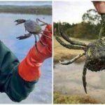 washington state captured a record 216 million invasive european green crabs in fiscal year 2025 26 but established populations remain