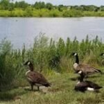 wetland