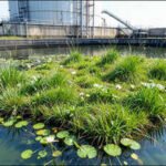 wetland reclaims industrial tank