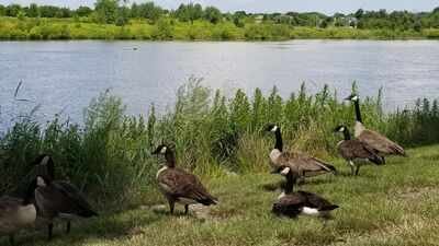 wetland