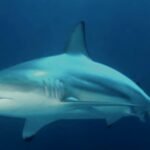 wild blacktip sharks may have a more sophisticated sense of hearing than scientists previously realised