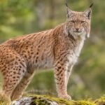 englands lynx reintroduction plan faces setback as high court rejects legal challenge